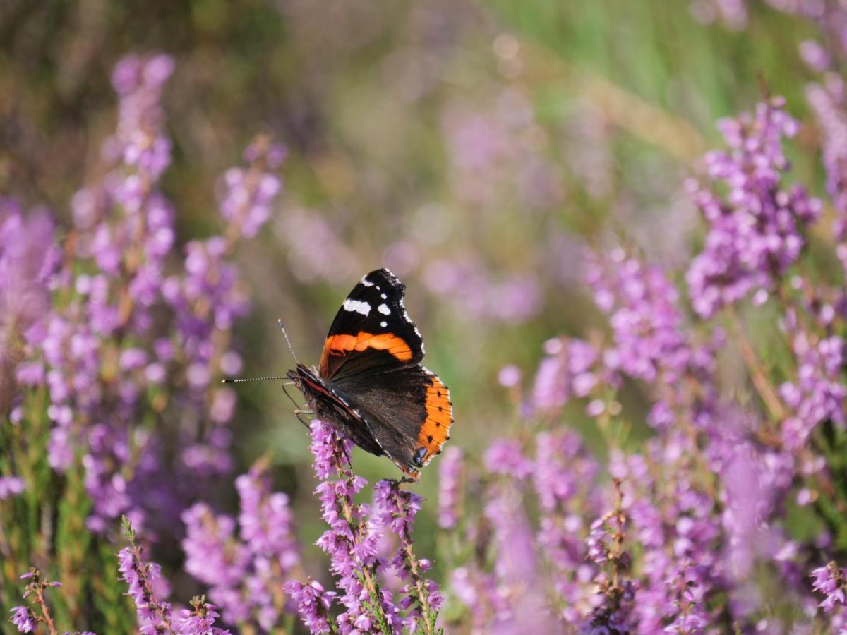 La Vita Veluwe Wapenveld Exteriér fotografie